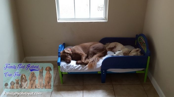 Dog Grooming - Family Pet Retreat
