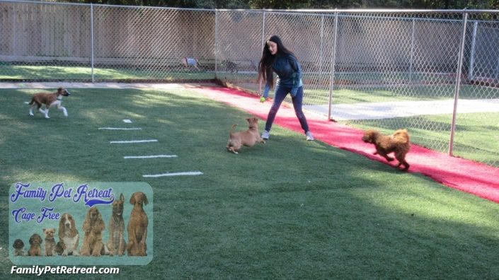 play time at Family Pet Retreat