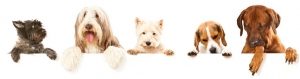 Dog Boarding & Prices - Family Pet Retreat