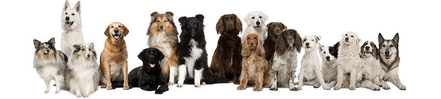 Dog Boarding Spring, The Woodlands, Tomball, Cypress, Humble, Conroe