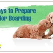 5 Simple Ways to Prepare your Dog for Boarding