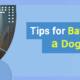 Tips for Bathing a Dog- Family Pet Retreat
