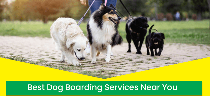 Dog Boarding Services Near You
