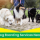 Dog Boarding Services Near You