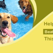 Help Your Dog Beat The Heat