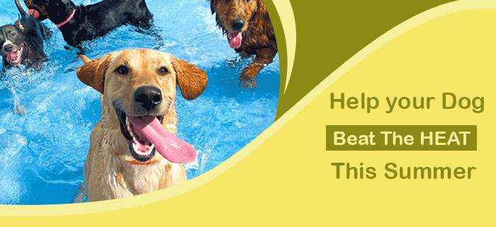 Help Your Dog Beat The Heat