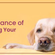 Importance of Training Your Dog