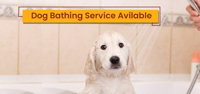 Dog Bathing Service Avilable- Family Pet Retreat