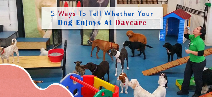 Dog Enjoy At Daycare