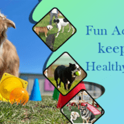 Fun activities to keep dog healthy and calm