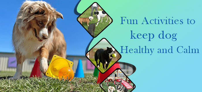 Fun activities to keep dog healthy and calm