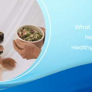 What Does a Dog Need To Be Healthy And Happy