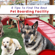 tips to find the best dog boarding