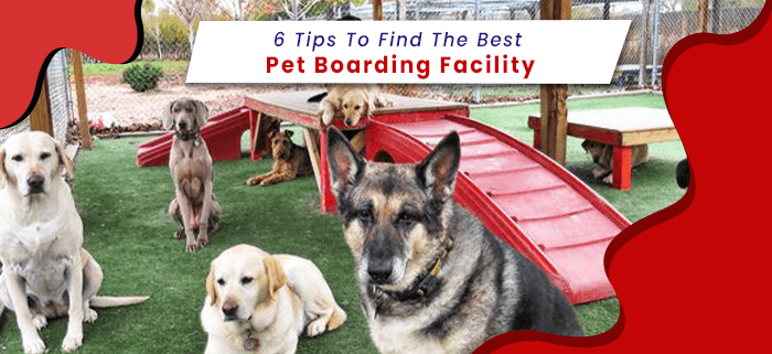 tips to find the best dog boarding