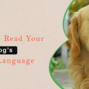 How To Read Your Dog’s Body Language” ‹ Family Pet Retreat LLC - family Pet Retreat