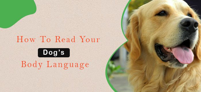 How To Read Your Dog’s Body Language” ‹ Family Pet Retreat LLC - family Pet Retreat