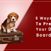 prepare your dog for boarding