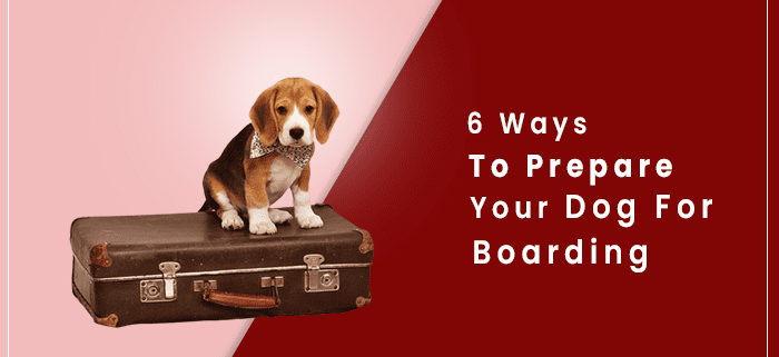 prepare your dog for boarding