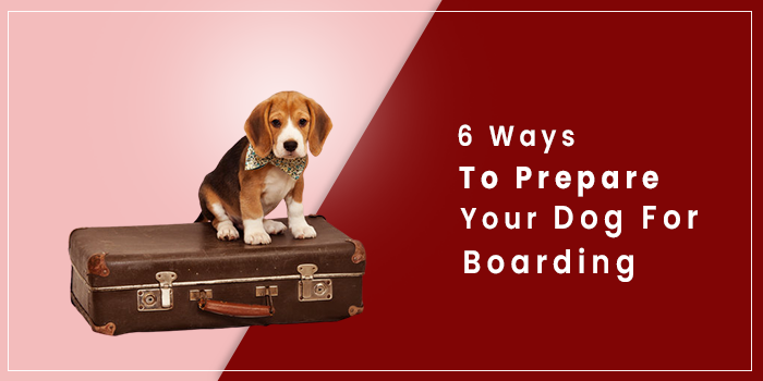 6 Ways To Prepare Your Dog For Boarding