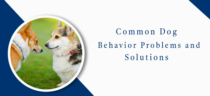 Common Dog Behavior Problem And solution