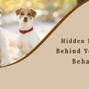 Hidden Meaning Behind Your Dog Behavior