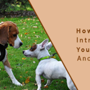 How to introduce your dog to another dog
