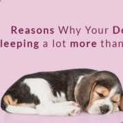 Reasons Why Your Dog Is Sleeping a Lot More Than Usual