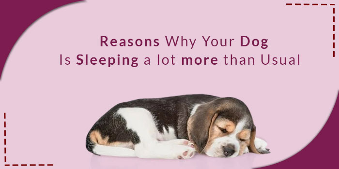 reasons-why-your-dog-is-sleeping-a-lot-more-than-usual