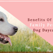 benefits of choosing family pet retreat dog daycare facility