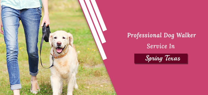 profesional dog walking service in spring texas