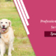 profesional dog walking service in spring texas