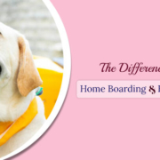 Home Dog Boarding & Boarding Kennels