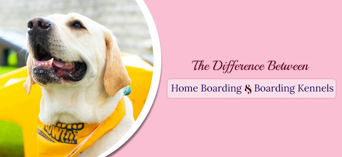 Home Dog Boarding & Boarding Kennels