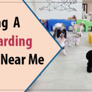 choosing a dog boarding facility near me