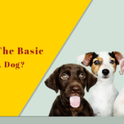 what are the basic need of a dog