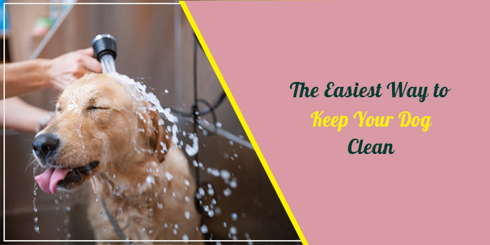 The Easiest Way To Keep Your Dog Clean– Family Pet Retreat