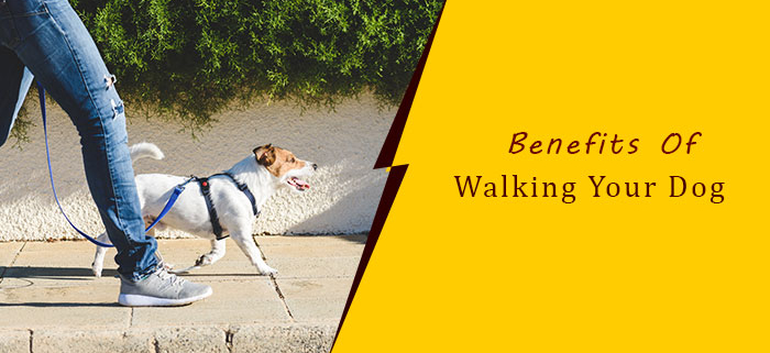 Benefits of walking your dog
