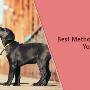 Best methods Of training Your Dog