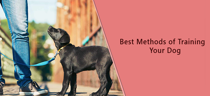 Best methods Of training Your Dog
