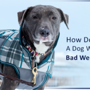 How to you walk your dog when it is bad weather- Family Pet retreat