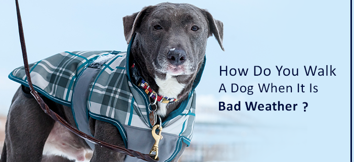 How to you walk your dog when it is bad weather- Family Pet retreat