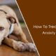 How to treat separation anxiety in dog