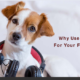 why use audiobooks for your furry friends 1