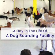 Dog Boarding Facility in Spring Texas