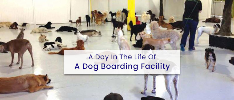 are dog boarding facilities a profitable business