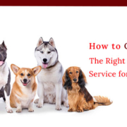 Right Dog Boarding Service for your pet needs