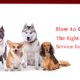 Right Dog Boarding Service for your pet needs
