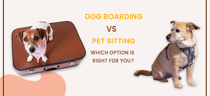 dog boarding and pet sitting which option is right for you - family pet retreat dog boarding in spring texas