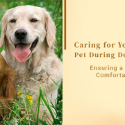 Caring for Your Anxious Pet