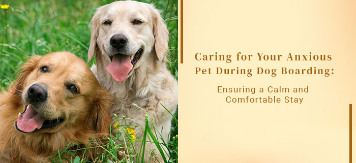 Caring for Your Anxious Pet
